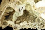 Agatized Fossil Coral Geode - Florida #188030-3